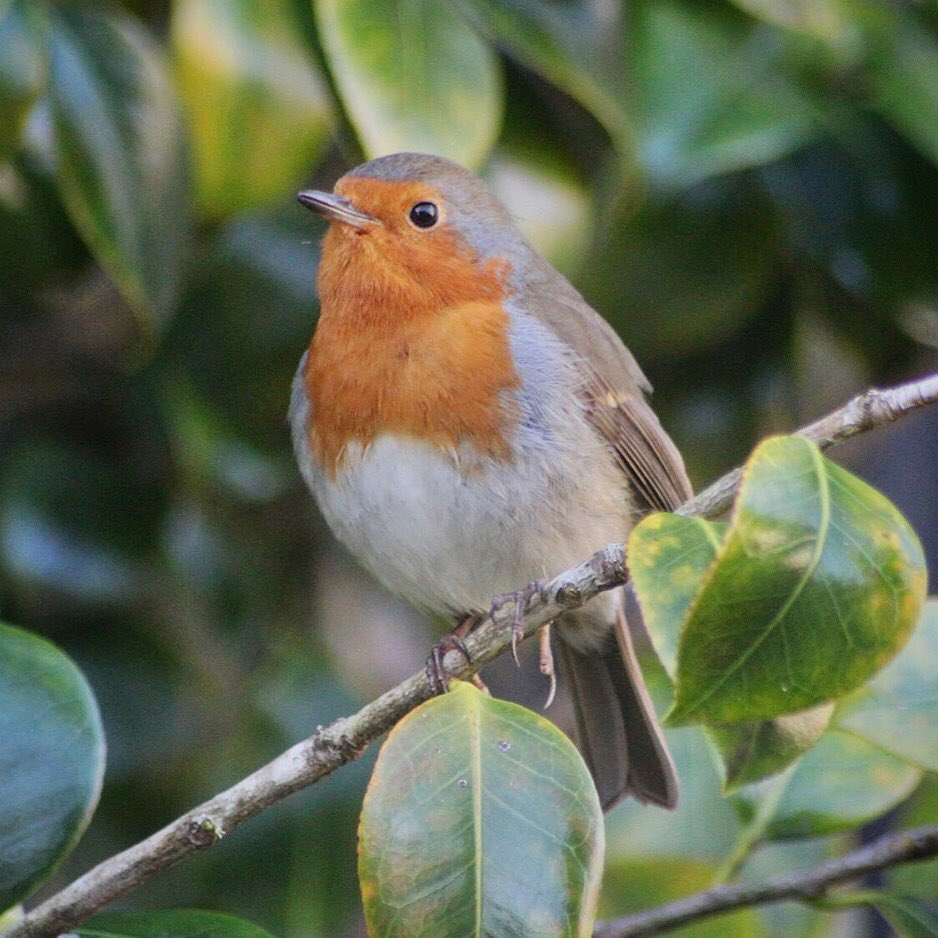Bird Addict tweet media