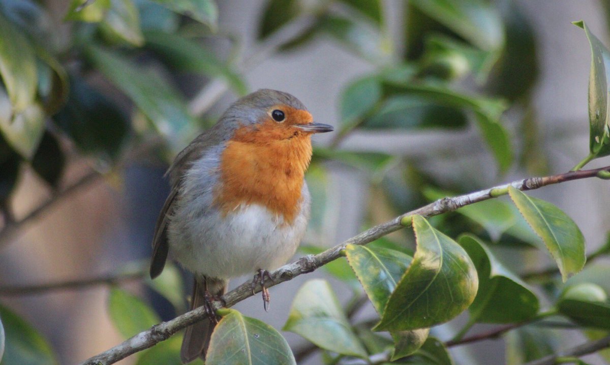 Found some very tame robins at #Cotehele yesterday..