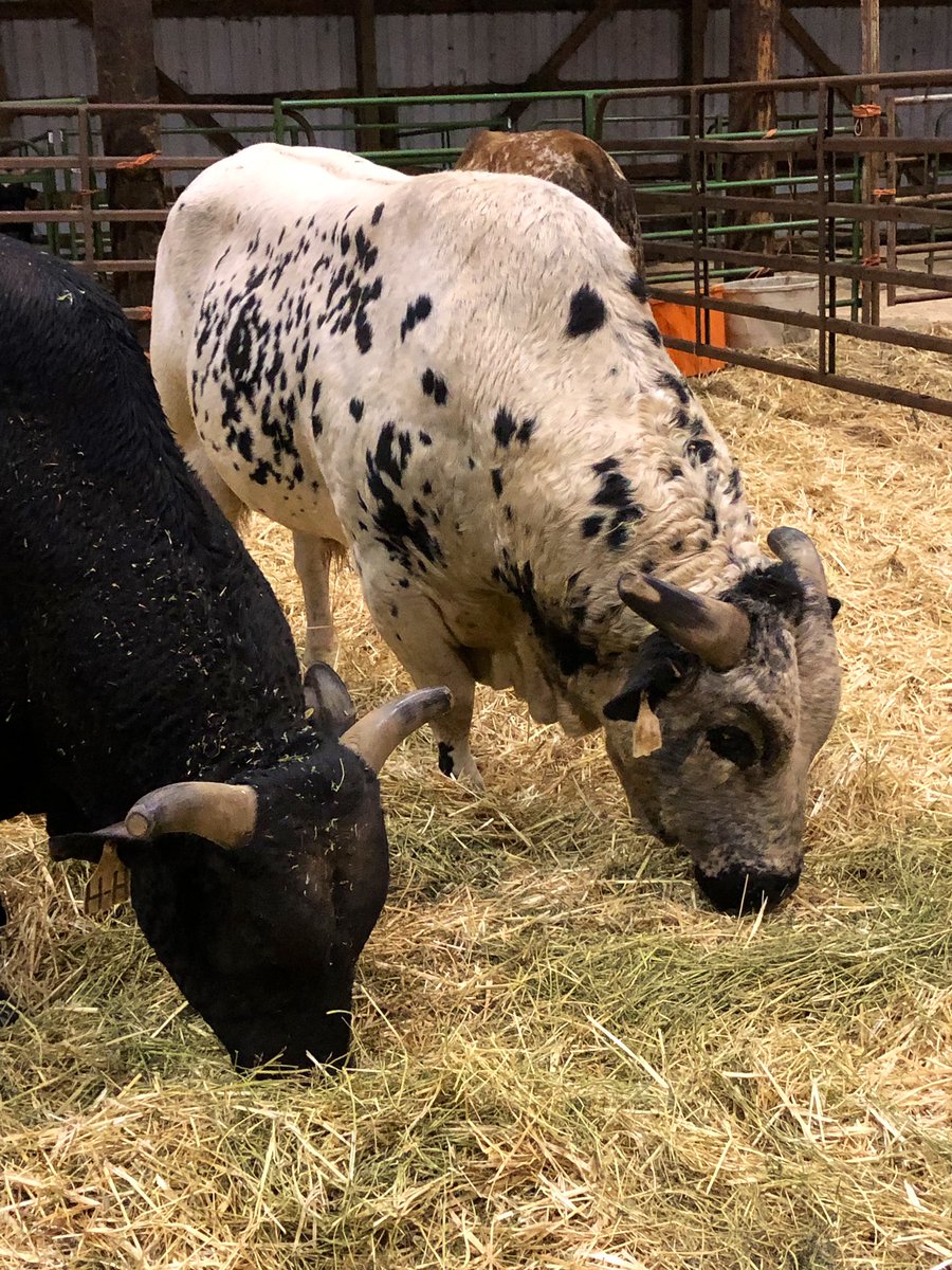 Cody Campbell, from Summerville OR, is a bull rider with the <a href="/PBR/">PBR</a> Velocity Tour. You can see him tomorrow at the Portland Classic at <a href="/ModaCenter/">Moda Center @ Rose Quarter</a>! We’re talking to him #liveonK2 this morning.