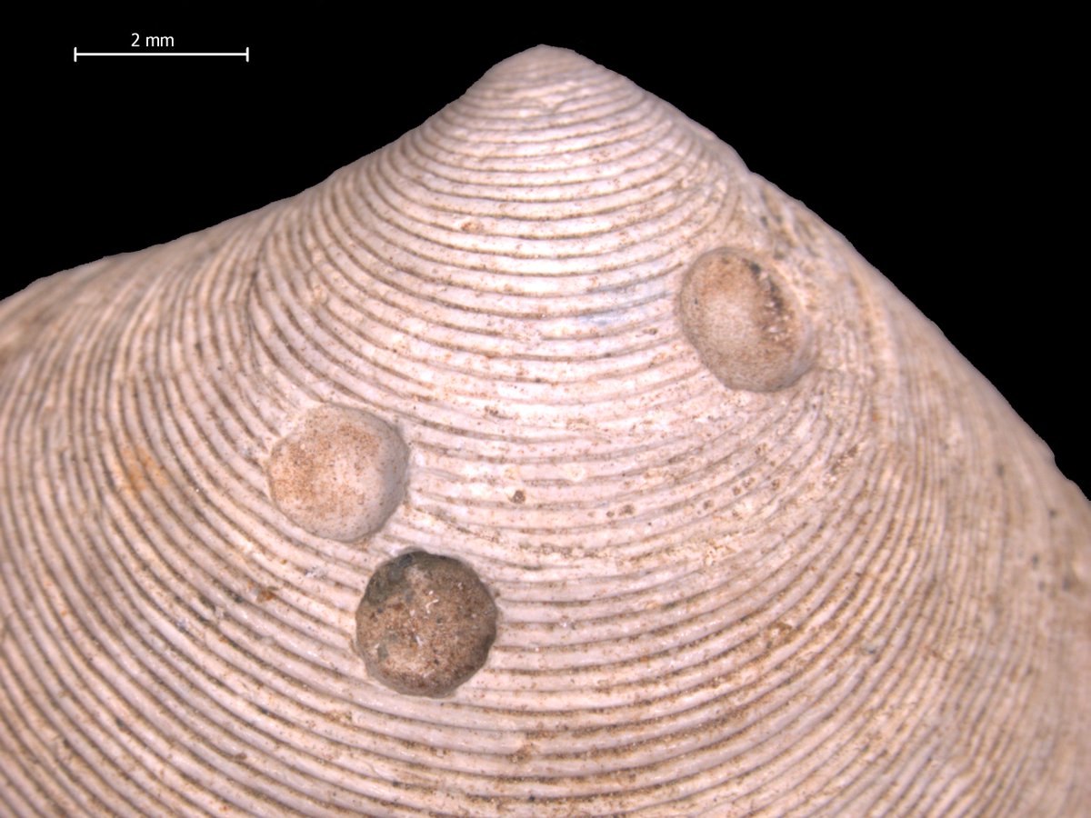 paleoadiel's tweet image. Paleodrama! Specimen of the Pliocene clam Astarte obliquata from the Netherlands escaped an almost certain death by a drilling snail 3(!) times.  #FossilFriday #paleo #fossil #paleontology #snails adielklompmaker.com/images/stories…