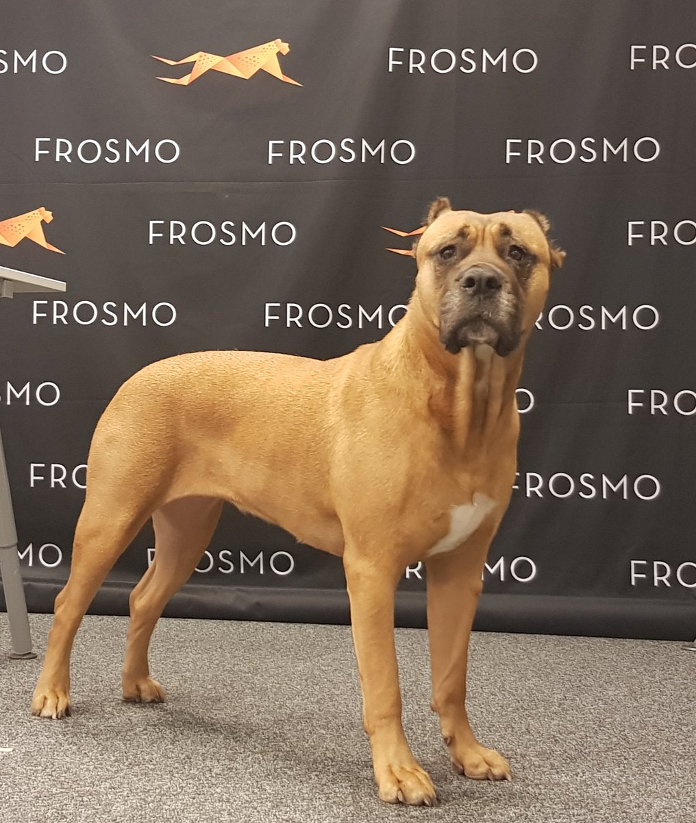 Frosmo's tweet photo. Time for a new mascot? 🐶 #friday #lifeatfrosmo #tgif #dog #office #helsinki #mascot https://t.co/cccHtStnTW