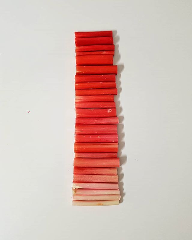 High-grade. To be turned into a lacto-ferment, hot sauce, vinegar, and compote. #rhubarb #forcedrhubarb #pink