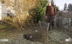 Ein Beitrag in den Abendnachrichten des Westschweizer Fernsehens berichtet über die Dachse im Siedlungsraum. 
rts.ch/play/tv/19h30/…
#stadtwildtiere #urbanwildlife #badgers #dachs #wildlife #dachse