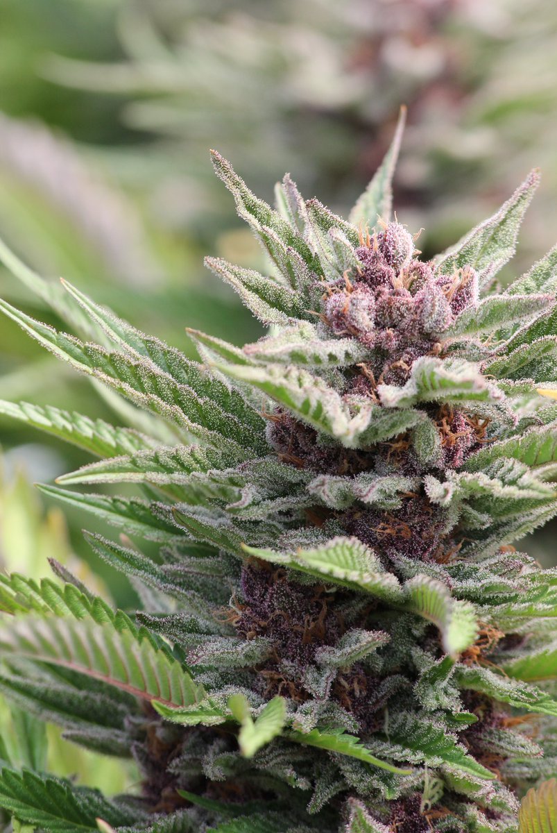 Sun-grown Purple Punch from <a href="/TrueHumboldt/">True Humboldt</a> 🌞