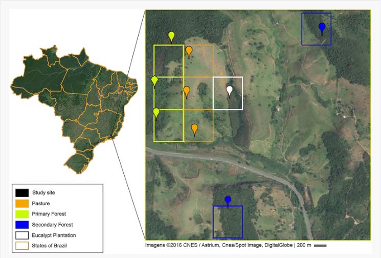 New paper studies the effects of conversion of natural forests on asymbiotic nitrogen fixation in the Brazilian Atlantic Forest! @UOSciDivDean @EnvsUo @BarbaraBomfim18 @silva_lcr @ucdavis @uoregon @uocas @uogeog @CAScholars. Read & share via this link: rdcu.be/bhqlb