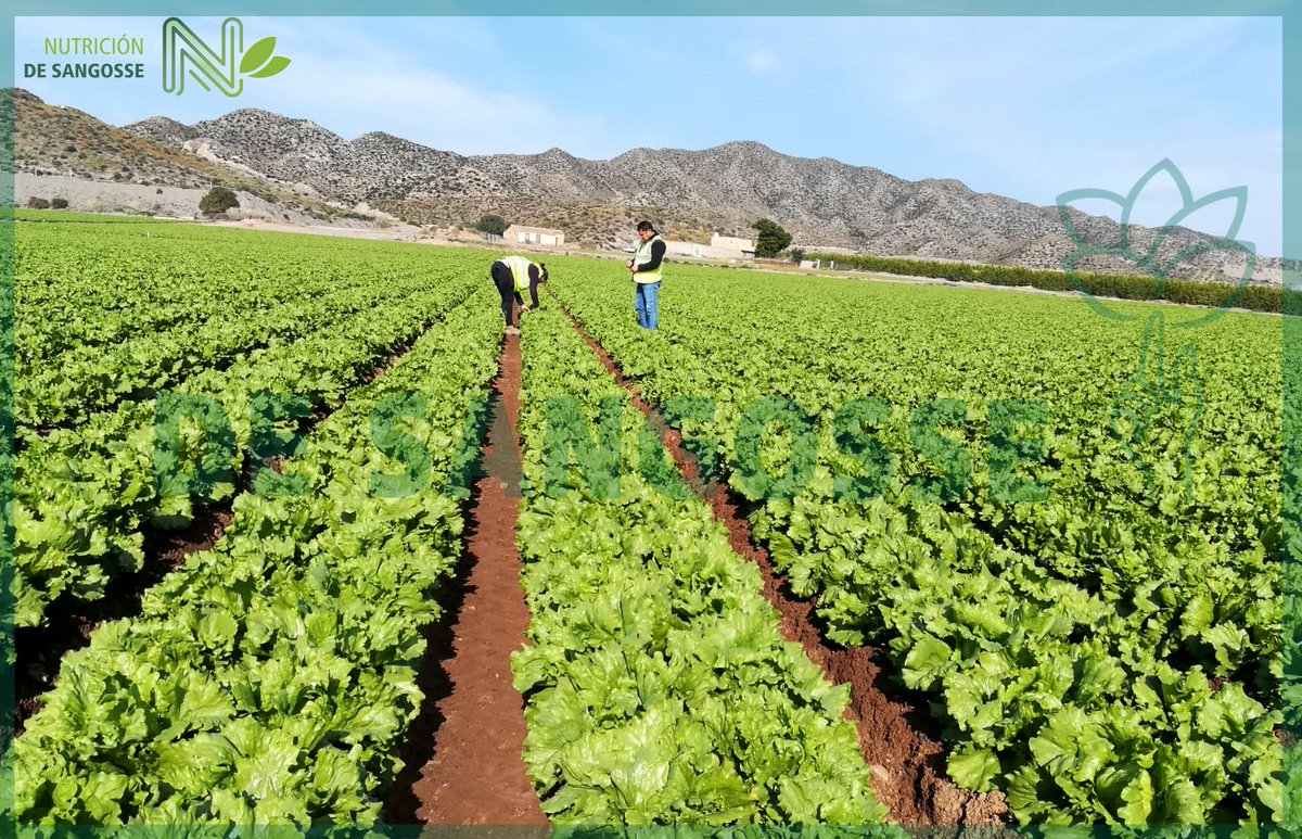 DeSangosseIB's tweet photo. Para cerrar la semana, queremos mostraros este cultivo de #lechugas en la Región de #Murcia 🥬
#Lechugas que han sido tratadas con nuestra gama de #Elicitores 🌀
#StimulaseCuivre
#FixaCuivre
#Megagreen
#Silactiv
☝️Del campo a la mesa🍴
#NoQuimico
#sinresiduos
#desangosseiberica https://t.co/Yd1WPWxZ7x