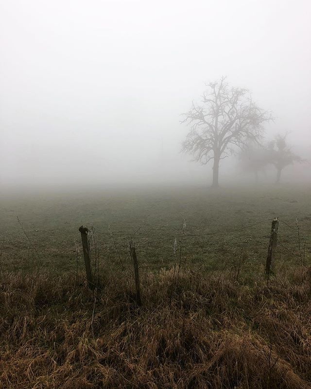 TravelPhotoFilm's tweet photo. French countryside in fog.
.
.
.
.
.#france🇫🇷 #travelgram #travelphotography #landscape #landscapephotography #landscapes #fog #foggy #tree #fence #rural #rurallife #ruralphotography #france #french #countryside #europe #european #spooky #stilllife #shot… https://t.co/XXgXI2V9xH https://t.co/j953LkVgk2