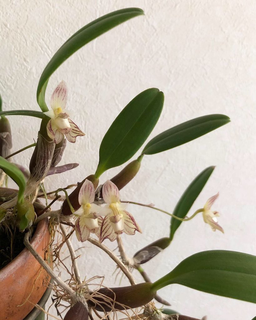 Yu 4 Bulbophyllum Ambrosia Yamaharu 濃厚な蜂蜜の香り 丈夫だからテキトーに置いてたら直射で大量に蕾が飛んでた 来年は気をつける Orchid 19咲いた蘭