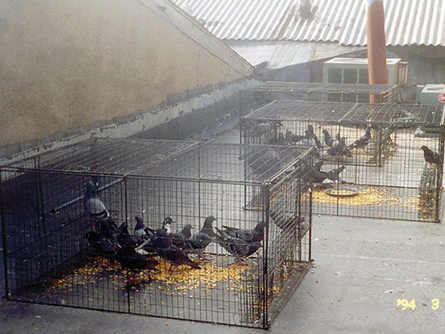 PigeonGuard's tweet photo. Birds can cause a lot of damage to your business, shed, home etc. #Pigeonnetting is the most effective way of getting rid of pigeons.
https://t.co/M7ijjpfm2p https://t.co/GDTF2eCM9z