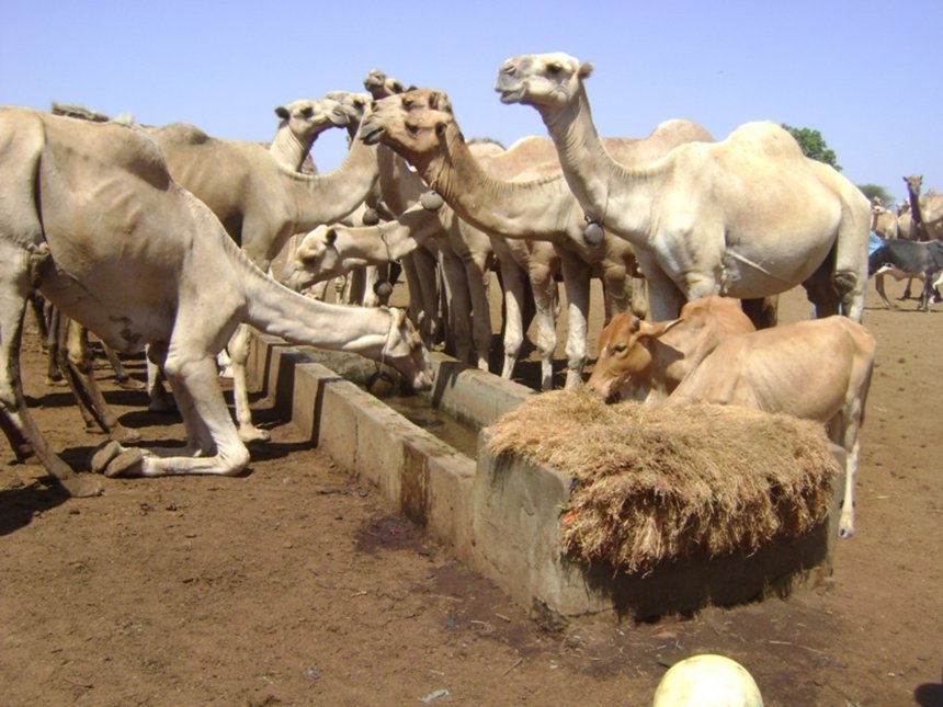 Camel milk production in Isiolo County - <a href="/SNVworld/">SNV - find us on Bluesky as snv.org</a> helped women camel herds to grow milk production from their camels and increase their income: on.snv.org/2HjLIt4