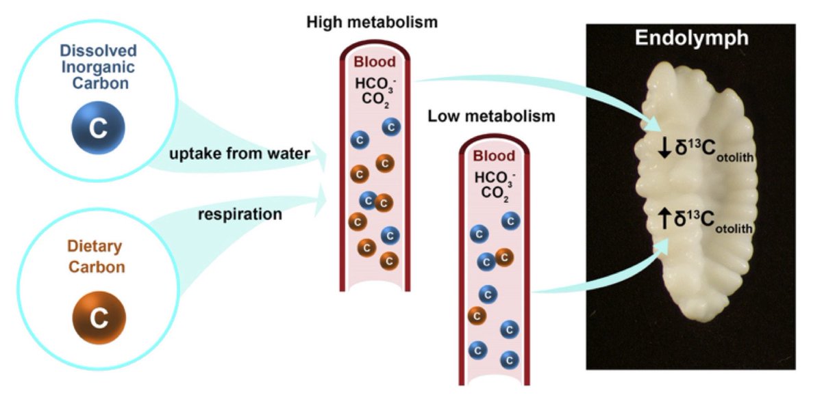 clivetrue's tweet photo. Another thread - New paper out today from @ChungTsung @petergronkjaer jane Godiksen Matthius Holmstrup and me - Recovering field #MetabolicRate of #teleosts from #otolith #isotopes. Really proud of this study and exicted by potential. https://t.co/O4hgH62lA7 https://t.co/hOLaPK1s99