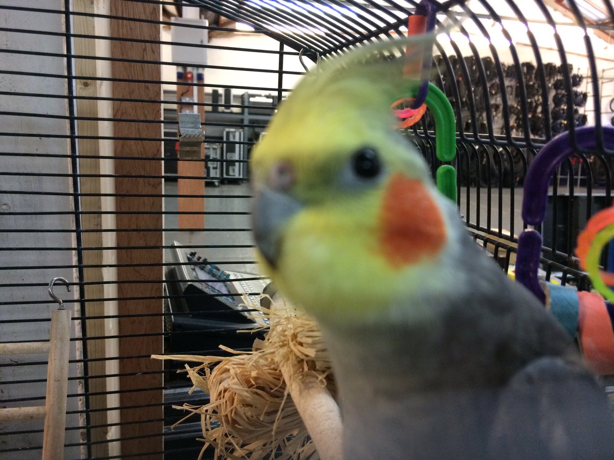 SebastianSquawk's tweet image. The pet human has brought us to work, so I declare today, the 18th January* to be ‘International Take Your Bird to Work Day’ (date subject to change in case of weekends) #takeyourbirdtoworkday #warehouse #sound #yamaha #assistantsoundengineer #cockatieladventures