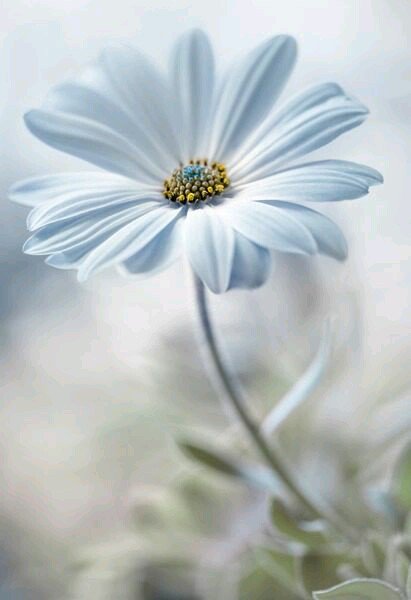 Avargas2403's tweet photo. #FridayThoughts    🌻💛 " Let go whas worries you, or whas hurts you, even if it hurts you to let go 💭 Try 😊 leave everything behind, you deserve days of joy and peace"   #FridayFeeling 💙        #HappyFriday 💃     #HappyWeekend ⛵ 🌈 for everyone 💞  🎼 🎯 https://t.co/C3b9a9TDqR