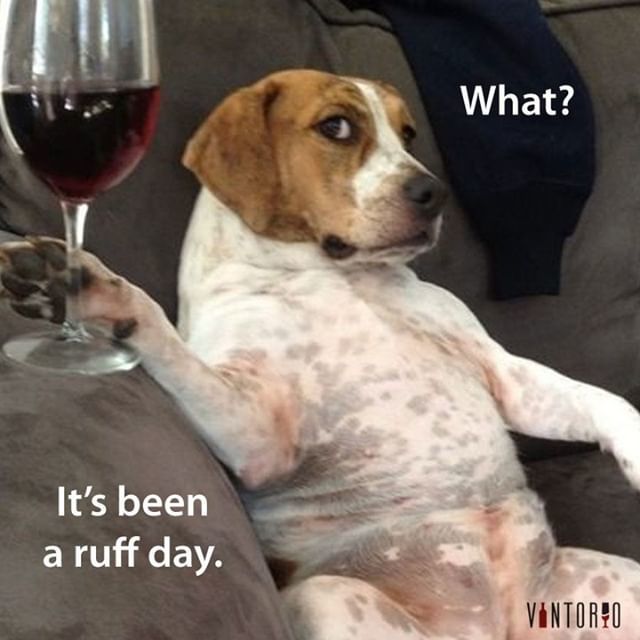 TGIF! 🙌 #dogsofinstagram #winetime #wineanddogs #fridayvibes #tgif #vintorio bit.ly/2TX5GuY