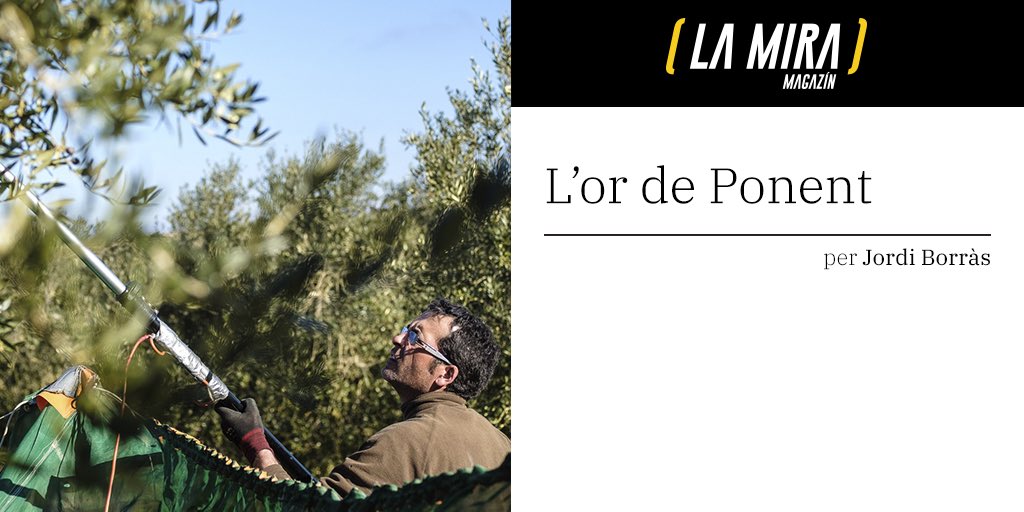 lamira's tweet photo. Vols fer un viatge apassionant des de collir les últimes olives de la temporada a fer-ne oli a la Cooperativa Sant Isidre de les Borges Blanques?
Les imatges de @jordiborras et faran de mapa del tresor per trobar l’or de Ponent ✨ https://t.co/NxYFLabN87 • https://t.co/ThQRBVPW1H