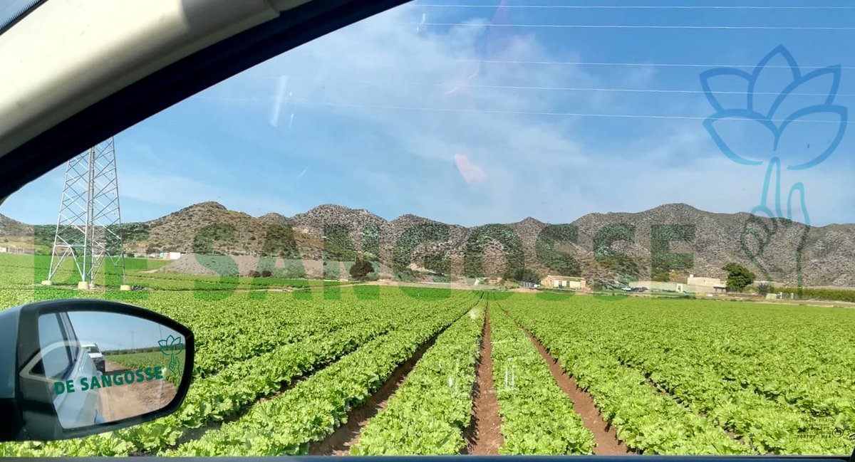 DeSangosseIB's tweet photo. Elije un trabajo que te guste.... 🥰
y no tendrás que trabajar ningún día de tu vida 😀
#Desangosseiberica
#EquipoDSI
#Disfrutandoelmomento
#Ingenierosagronomos
#Murcia
#visitandoclientes
#Disfruta https://t.co/O98A7tomTC
