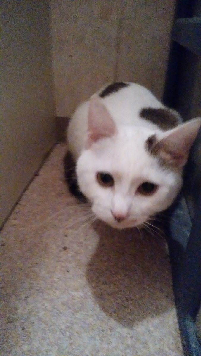 白子猫 白子猫