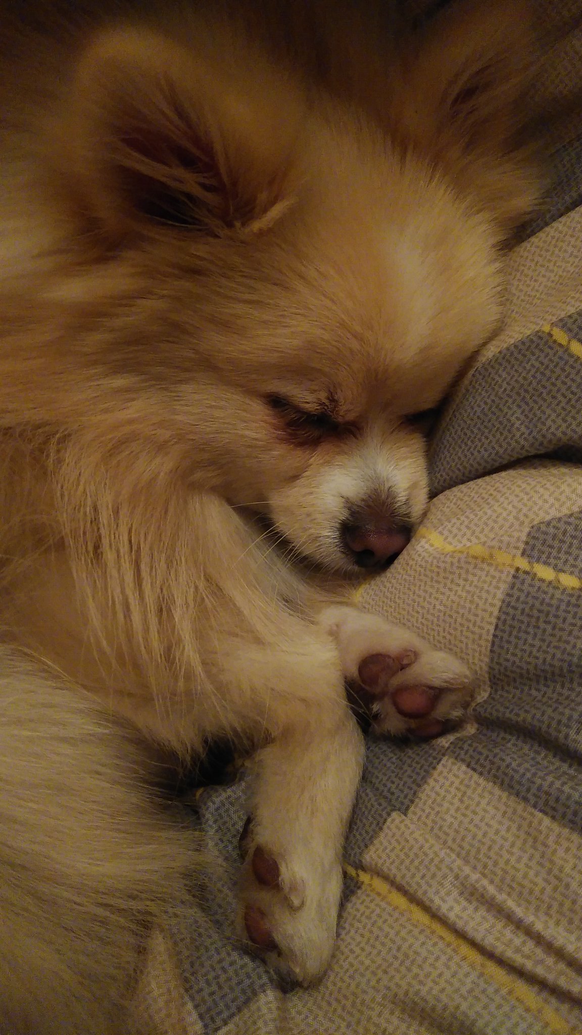 Pomeranian Mom ママかわいいポメラニアン子犬犬オーナーギフト