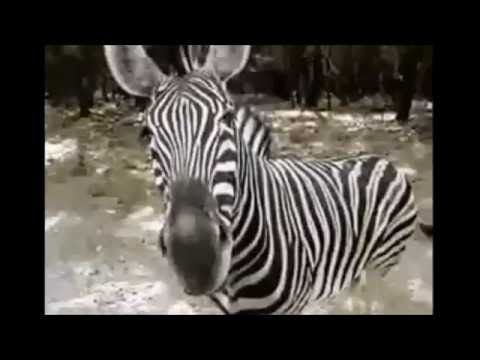 Rofilm1's tweet image. #Zebra2 a modular softsynth without cables. Calling out for #Zebra3 !! I´ve laid the table, I´ve decorated the room for the welcome party! But where are you Zebra3 :-)) buff.ly/2rmZNdW