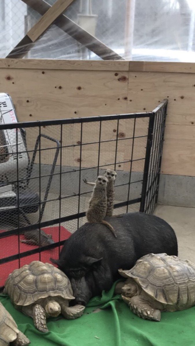 福岡県のトリアスふれあい動物園ではミーアキャットが寝ている豚に乗ってさらにその周りを亀が囲みストーブの前でイグアナが寝ていて何が何だかわからない