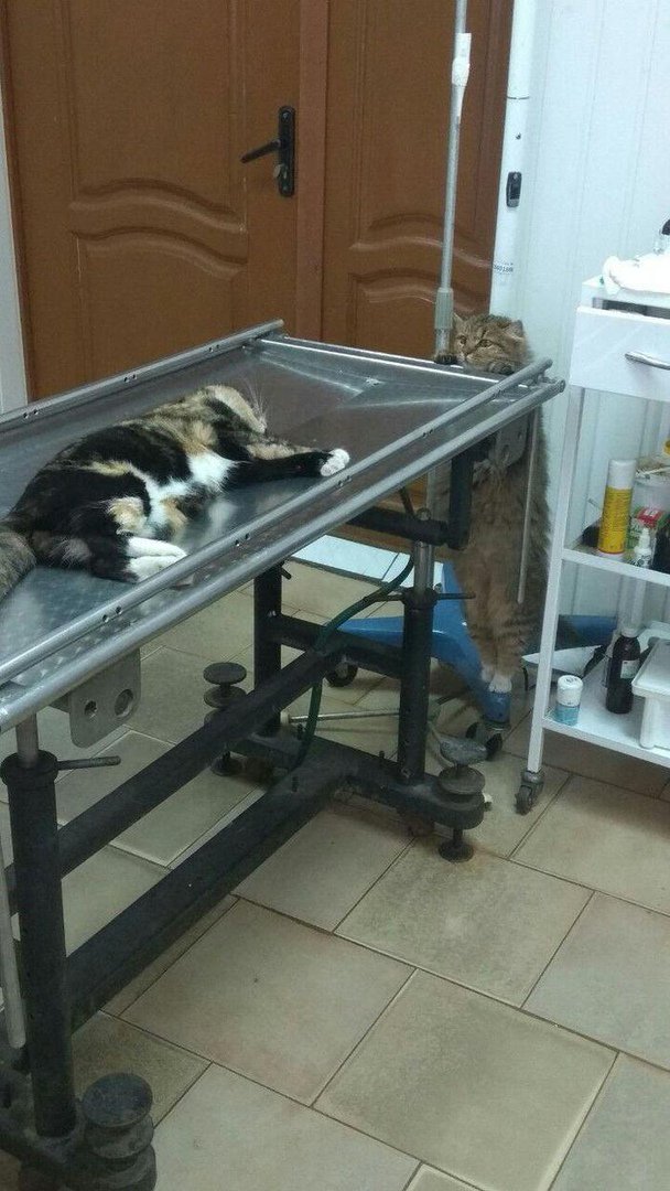Кошка, живущая в ветклинике, переживает за пациента