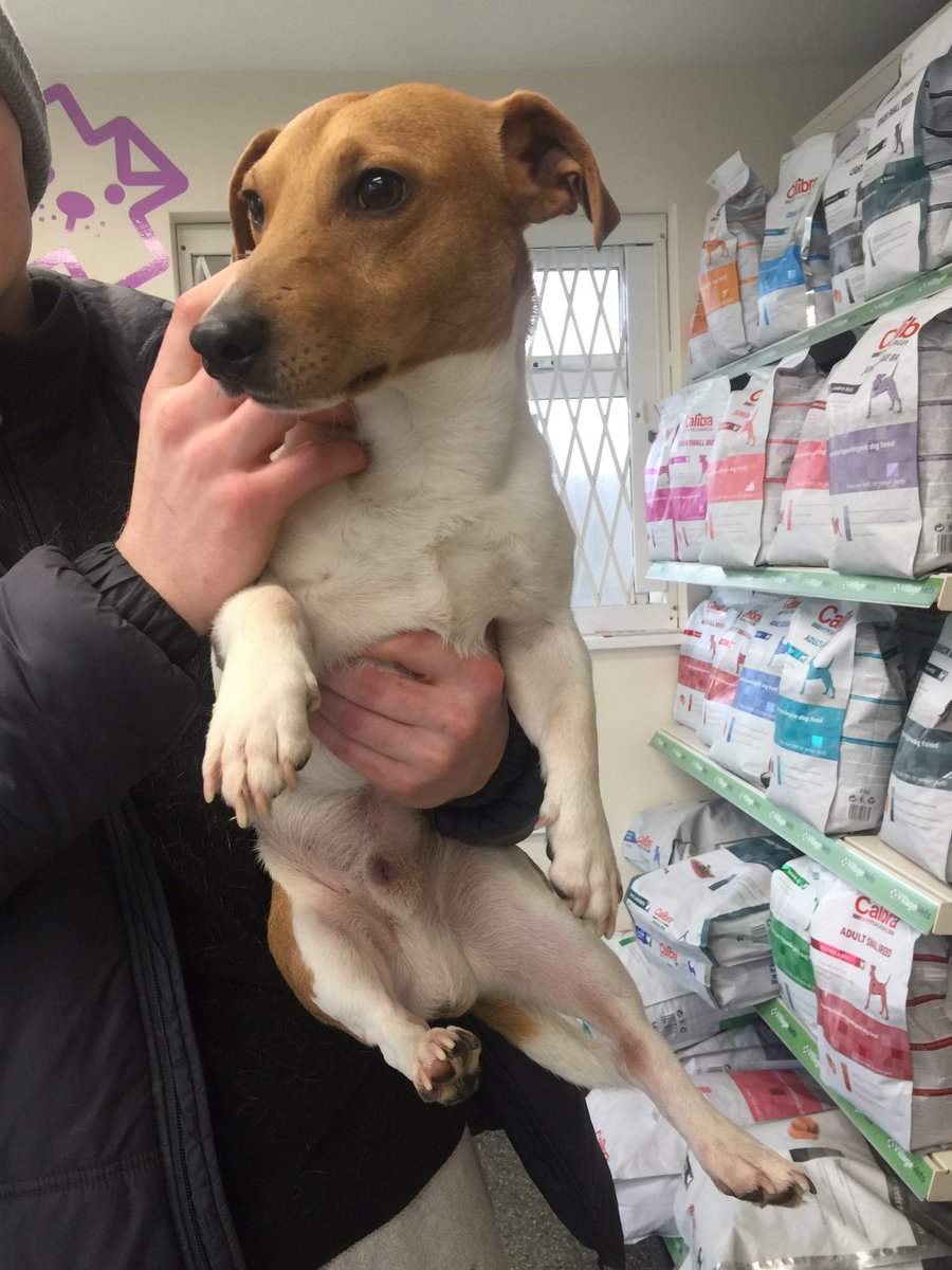 alexregan15's tweet photo. I found a stray jack Russell in Portersgate Clonsilla, he has no chip or no collar, if anybody has any information on this dog or the owner contact Clonsilla Vets (01 821 3189) https://t.co/wpUJH9iU1a