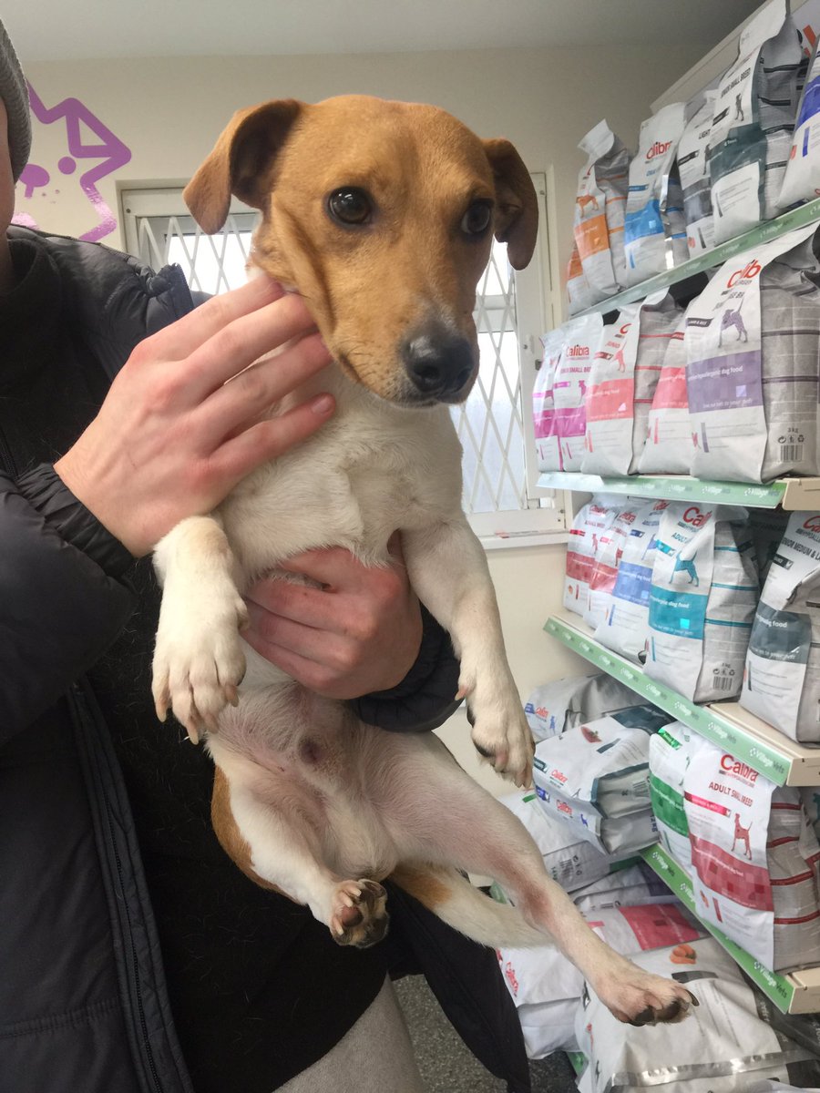 alexregan15's tweet photo. I found a stray jack Russell in Portersgate Clonsilla, he has no chip or no collar, if anybody has any information on this dog or the owner contact Clonsilla Vets (01 821 3189) https://t.co/wpUJH9iU1a