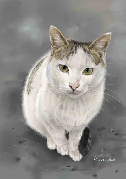猫画のtwitterイラスト検索結果