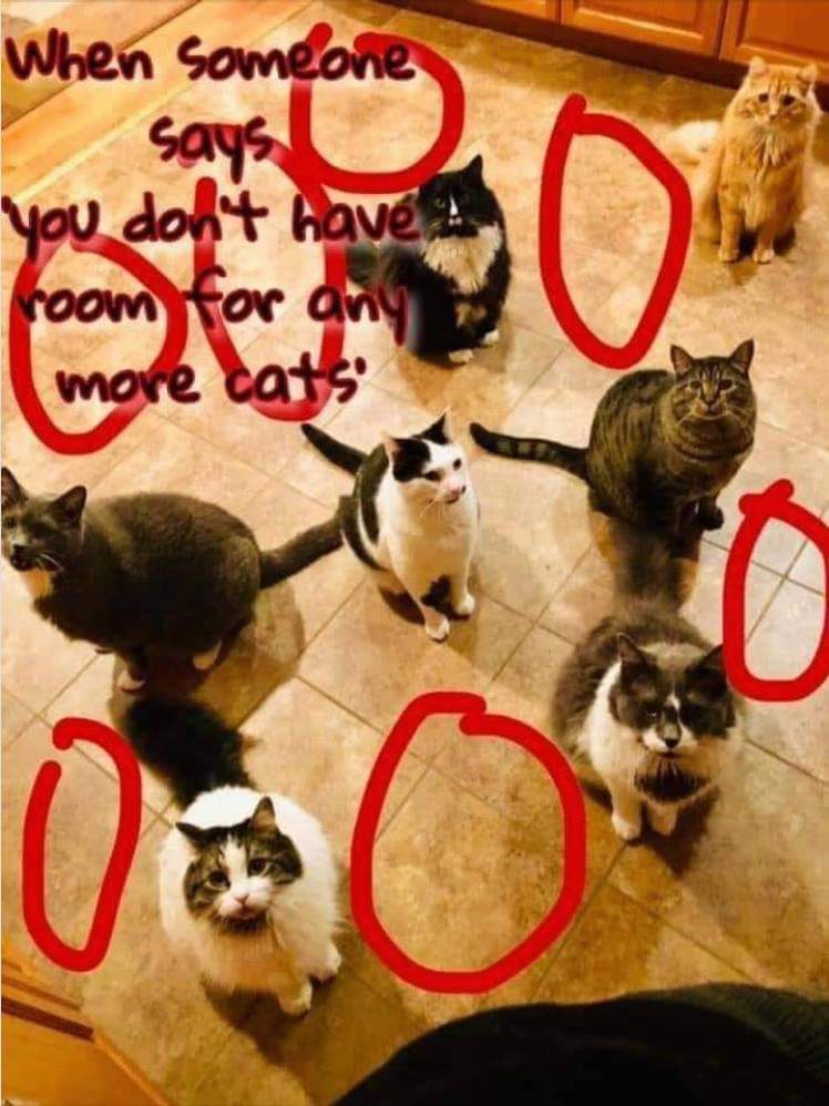 CatsOnCatnip's tweet image. It&apos;s called mathematics. Look it up, Sandra