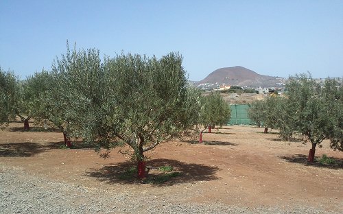 asajajaen photo