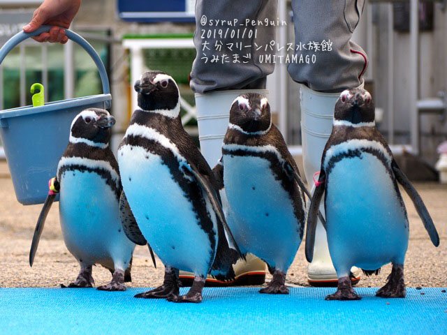 しろっぷ ฎ おペン路さん V Twitter 大分マリーンパレス水族館 うみたまご マゼランペンギン パレード出発の時は私しかギャラリーはいませんでしたが 始まったとたんにたくさんの人が集まってきましたよ みんなに見守られてパフォーマンスエリアに到着 途中の階段