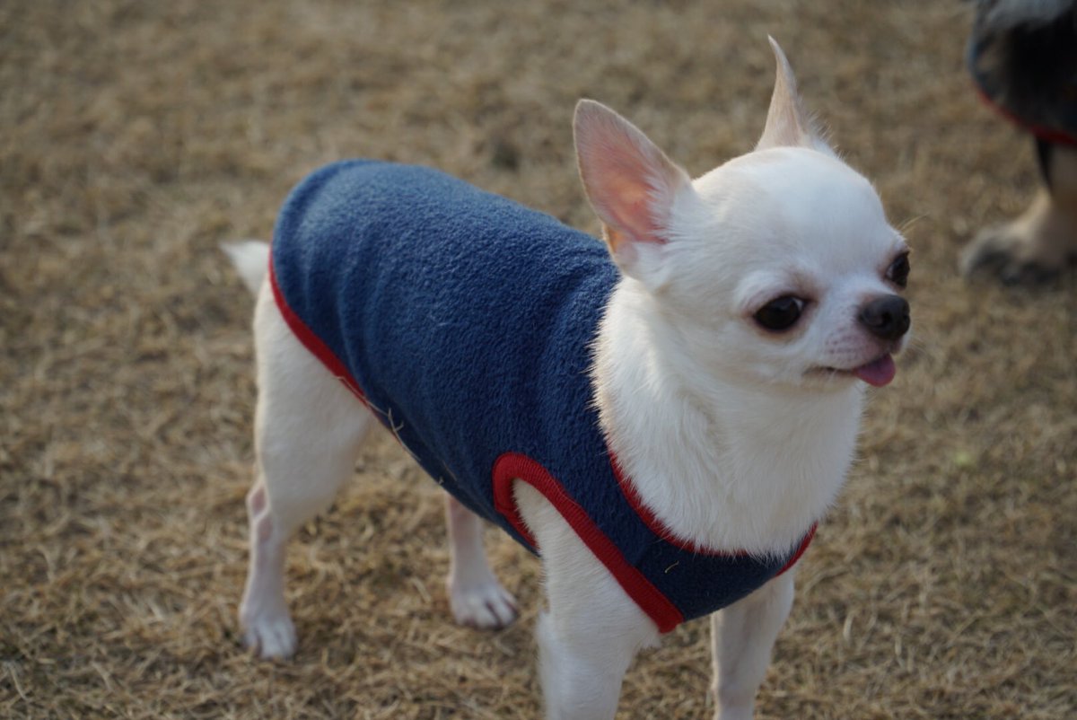 トイレのしつけ