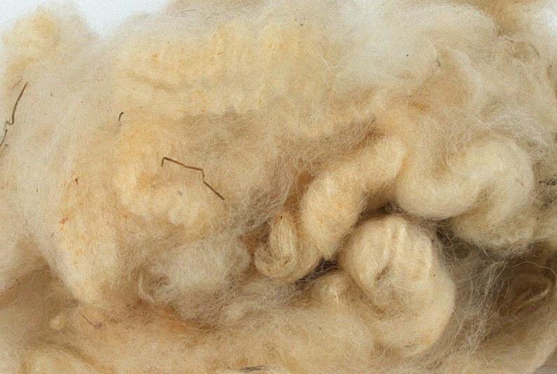 Romneymarshwool's tweet photo. Pure British Romney Fleece

Our fleeces are available as both raw &amp; topped fleece and are perfect for spinning into yarn, or using as a filling for toys or cushions.

#rawfleece #toppedfleece #yarn #romneywool https://t.co/Xw76g77d0e