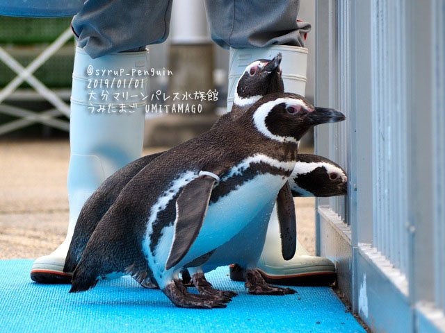 しろっぷ ฎ おペン路さん 大分マリーンパレス水族館 うみたまご マゼランペンギン お昼の うみたまパフォーマンス のあとのふれあいタイムに出陣する４羽のうみたまマゼランズ １枚目は右からサザエ 由美 サブロー 花沢さん 橋の上からお客さんの