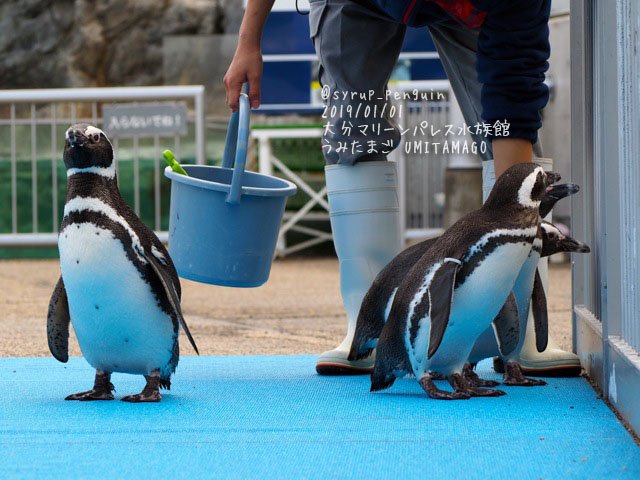 しろっぷ ฎ おペン路さん 大分マリーンパレス水族館 うみたまご マゼランペンギン お昼の うみたまパフォーマンス のあとのふれあいタイムに出陣する４羽のうみたまマゼランズ １枚目は右からサザエ 由美 サブロー 花沢さん 橋の上からお客さんの