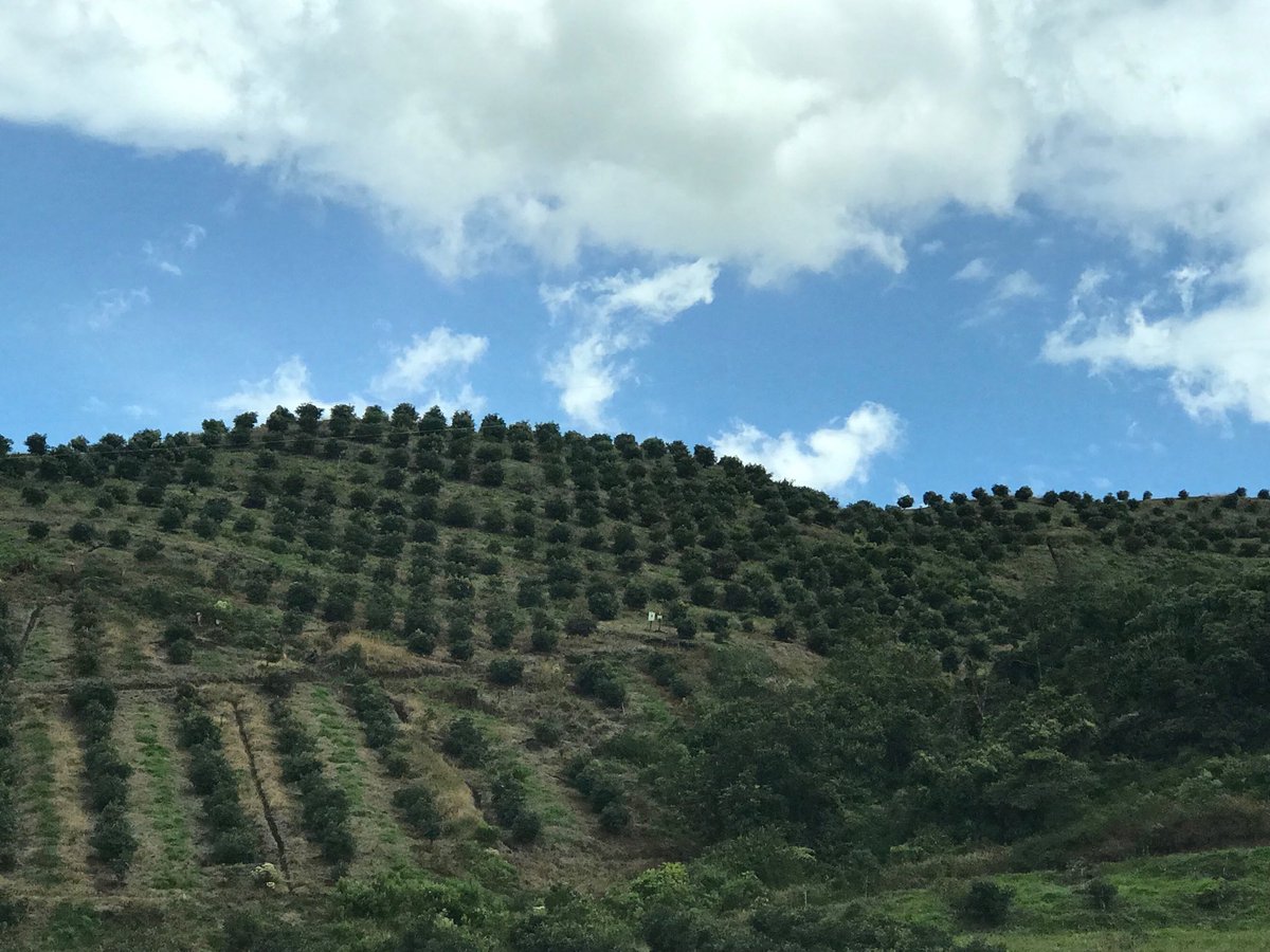 Climate-smart agri development in Sonsón region in #Colombia - #agribusiness bring #jobs and #development to rural communities—
#ifcclimate #sonson