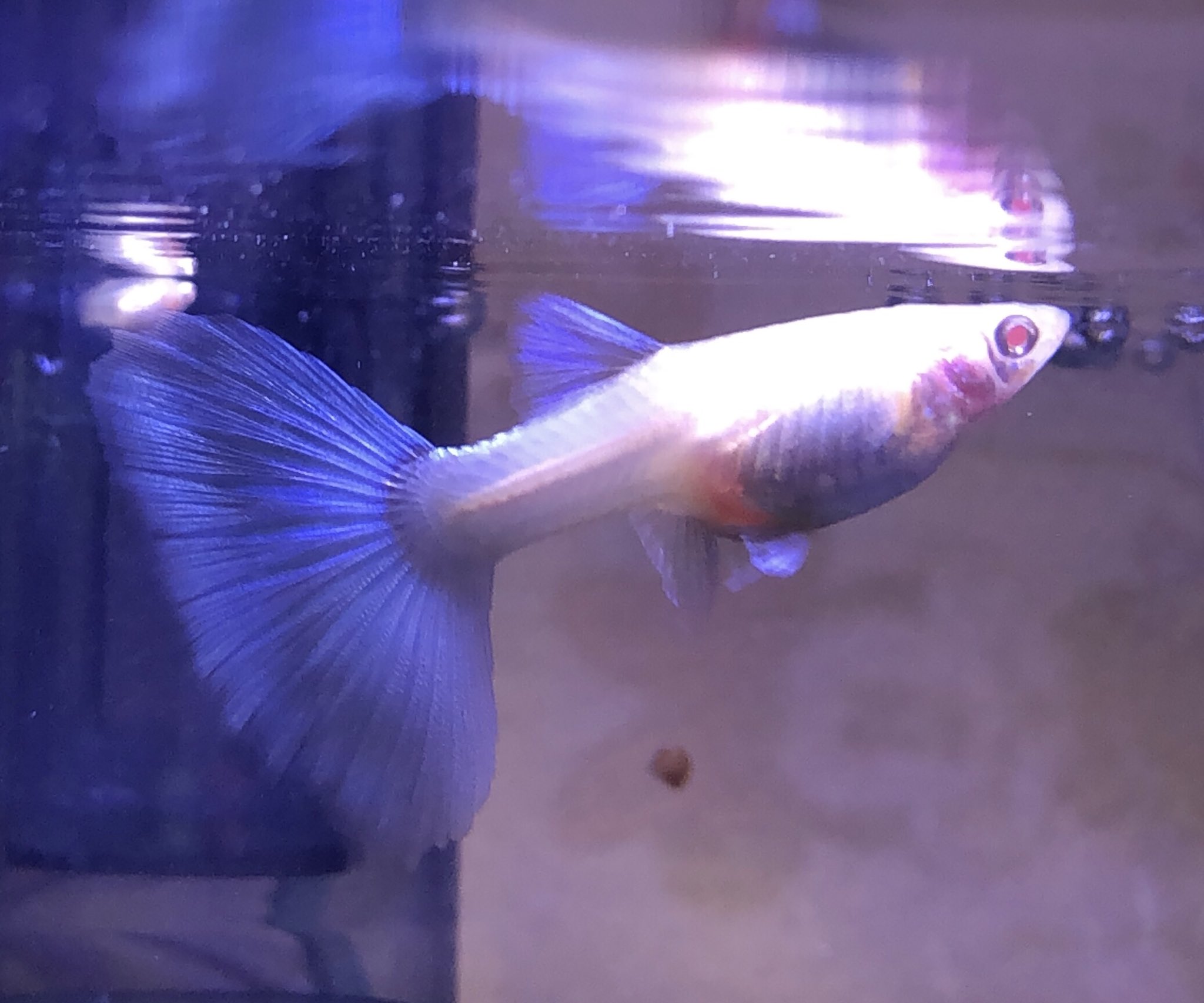 Luka Guppy リアタイ産前産後 前に産後落ちたメスほどじゃないけどちょっとげっそり気味だから心配 グッピー出産 T Co 547bgdg4ur Twitter