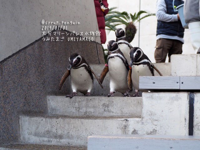しろっぷ ฎ おペン路さん 大分マリーンパレス水族館 うみたまご マゼランペンギン ペンギンが階段を昇ったり降りたりするのを下から見る事はよくあるけど 真上から見れるなんてめったにありません これはとっても嬉しい マゼラン達も上に変なおばさん
