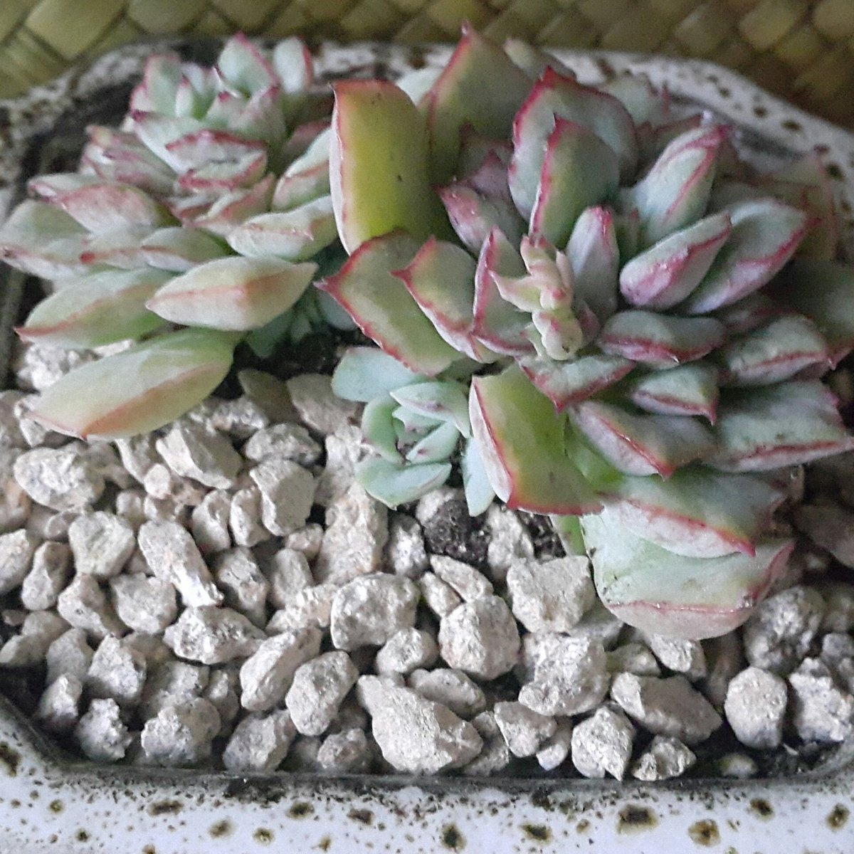 틸란과 다육이 함께하는 아침건강 한마디
다육이름  정야금 인사드립니다