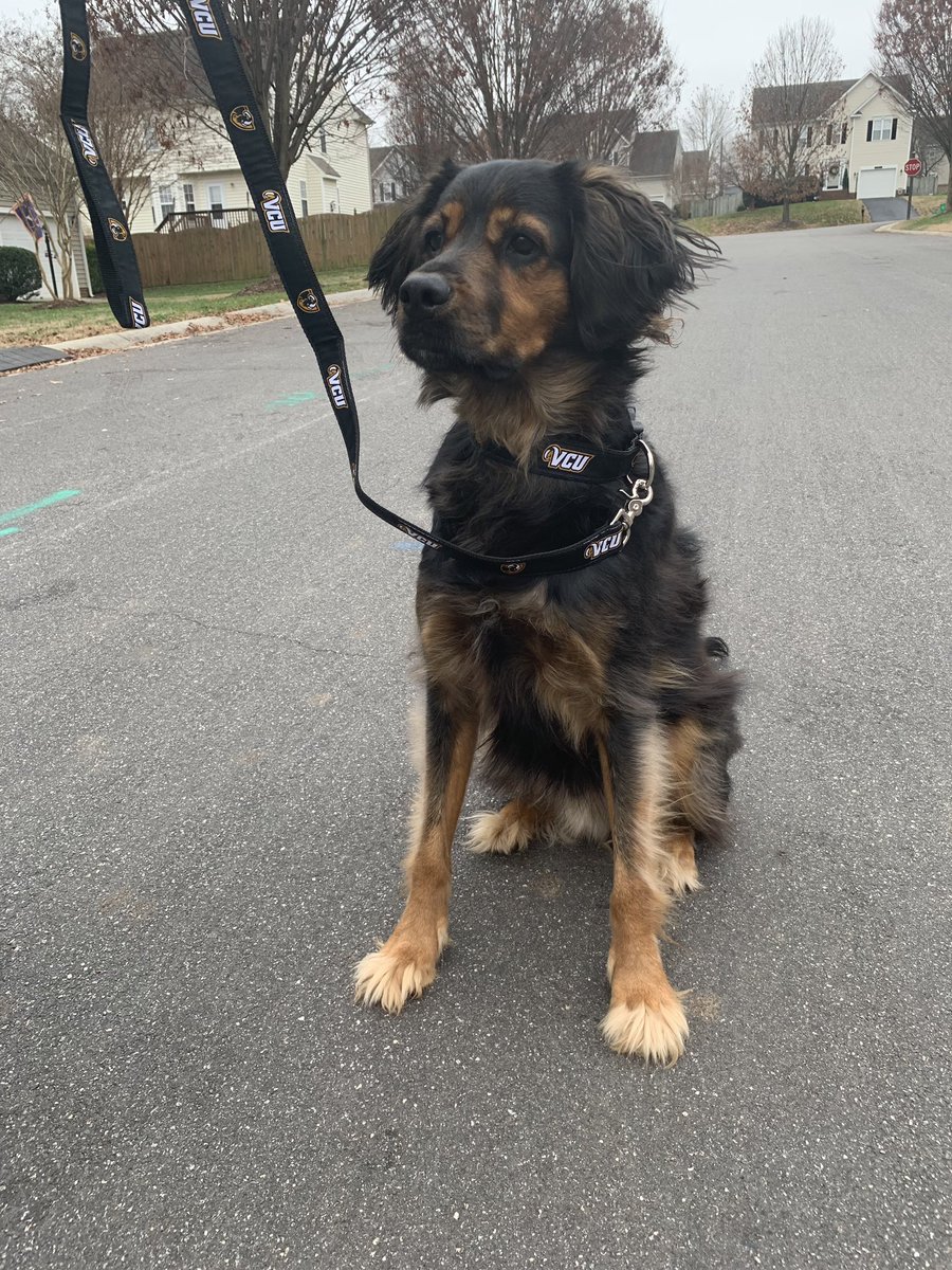 VCUGear's tweet photo. 🚨 FREE GEAR FRIDAY, for your pup! 🚨 All you have to do to win this #VCU dog collar and matching leash is RT and make sure to follow us! We’ll choose a winner on Tuesday morning (Jan. 22) 🐶 https://t.co/9gHHPLMzWP