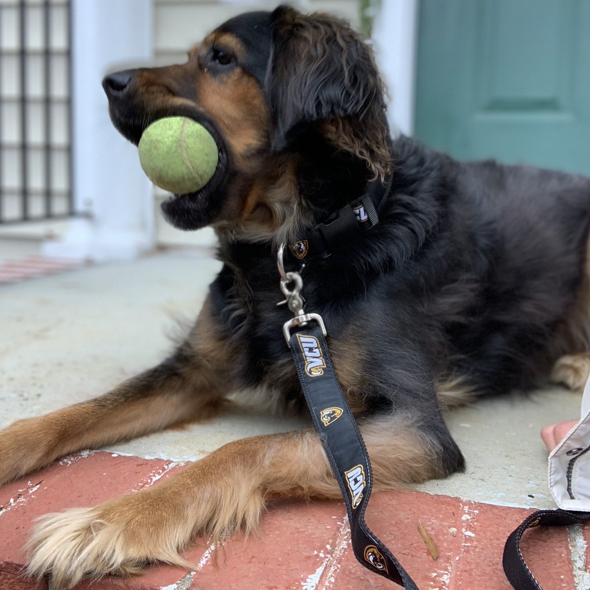 VCUGear's tweet photo. 🚨 FREE GEAR FRIDAY, for your pup! 🚨 All you have to do to win this #VCU dog collar and matching leash is RT and make sure to follow us! We’ll choose a winner on Tuesday morning (Jan. 22) 🐶 https://t.co/9gHHPLMzWP