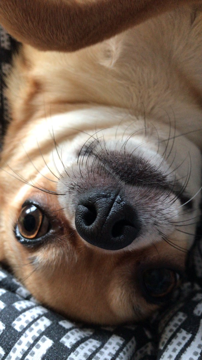 Bonnie_tickner's tweet photo. Mums finally back at work so I’m running wild. 
Even logged onto her iPad to tweet and take selfies. Mum if you’re reading this sorry WOOF WOOF https://t.co/oTGaI4zNxx