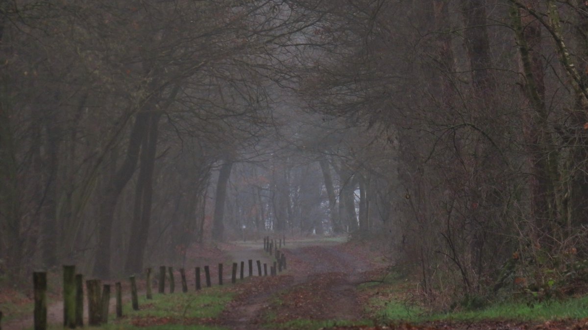 inja5248's tweet photo. #Pepinusbrug Mist(iek) in 't #Marissen
#Hingen #Köstersvenke met 'n dun ijslaagje
#Peij rijp op hazelaarkatjes
#Hingen de mist lost langzaam op
@hetweerlokaal
@BuienRadarNL
@MeteoGroupWeer
@weeronline
@MeteoLimburg
@KNMI
@NOSWeer
@Weerplaza https://t.co/UtdowXMkEa