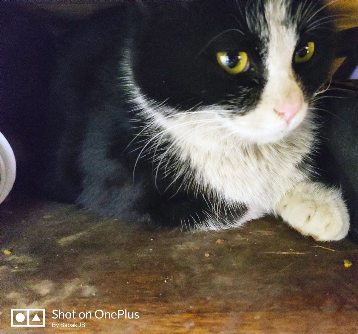 #photo #photography #photos #photoshoot #cqmera #cat #cats #mycat #photograph #photooftheday
