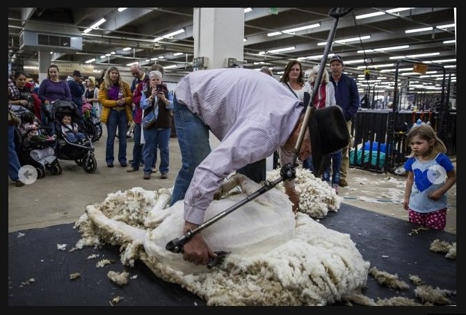 ExperienceWool's tweet photo. "For some sheep, getting their wool shorn can feel like a back massage" Take a look at these photos by @COPublicRadio of a sheep shearing demonstration at the National Western Stock Show! #wool #woolfacts https://t.co/cPXNqXDAi2 https://t.co/pSMYDOnUj6