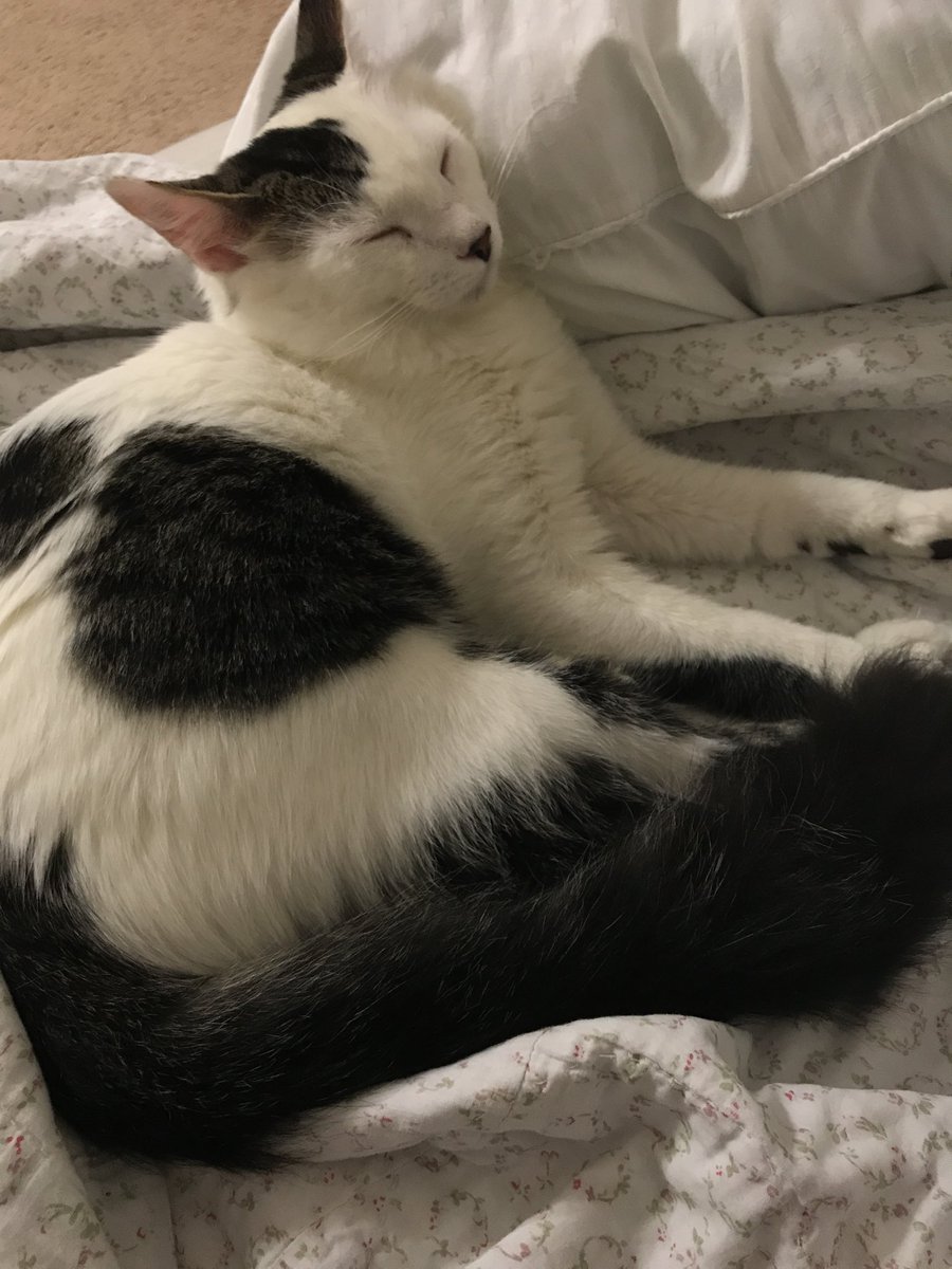 ceaze_tattoo's tweet image. If anybody in the poinciana Blvd area sees this cat can you please let me know. I need help finding him. I know it sounds stupid cause he’s a cat but he’s never been outside, so idk if he even knows how to get back home. Any help would be appreciated. His name is Leo