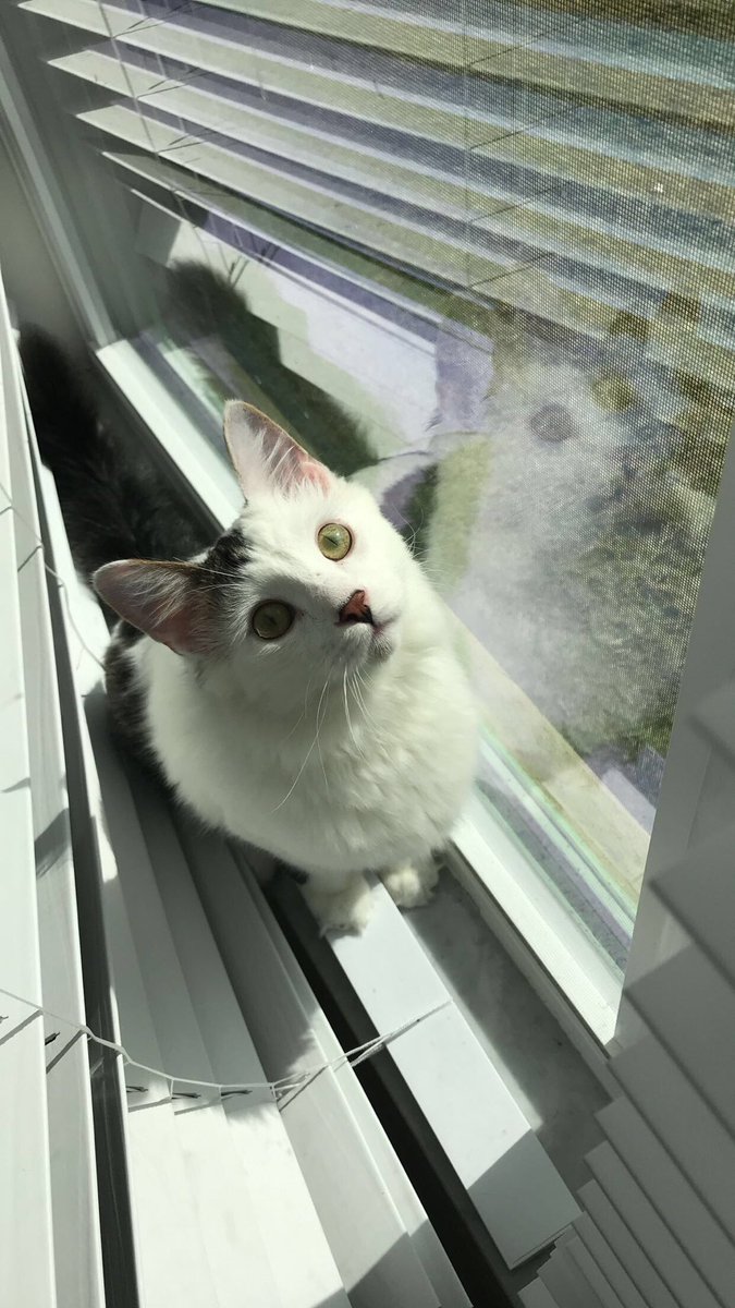 ceaze_tattoo's tweet image. If anybody in the poinciana Blvd area sees this cat can you please let me know. I need help finding him. I know it sounds stupid cause he’s a cat but he’s never been outside, so idk if he even knows how to get back home. Any help would be appreciated. His name is Leo