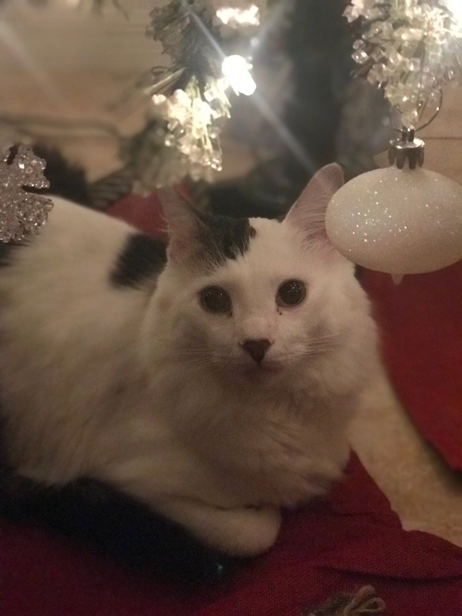 ceaze_tattoo's tweet image. If anybody in the poinciana Blvd area sees this cat can you please let me know. I need help finding him. I know it sounds stupid cause he’s a cat but he’s never been outside, so idk if he even knows how to get back home. Any help would be appreciated. His name is Leo