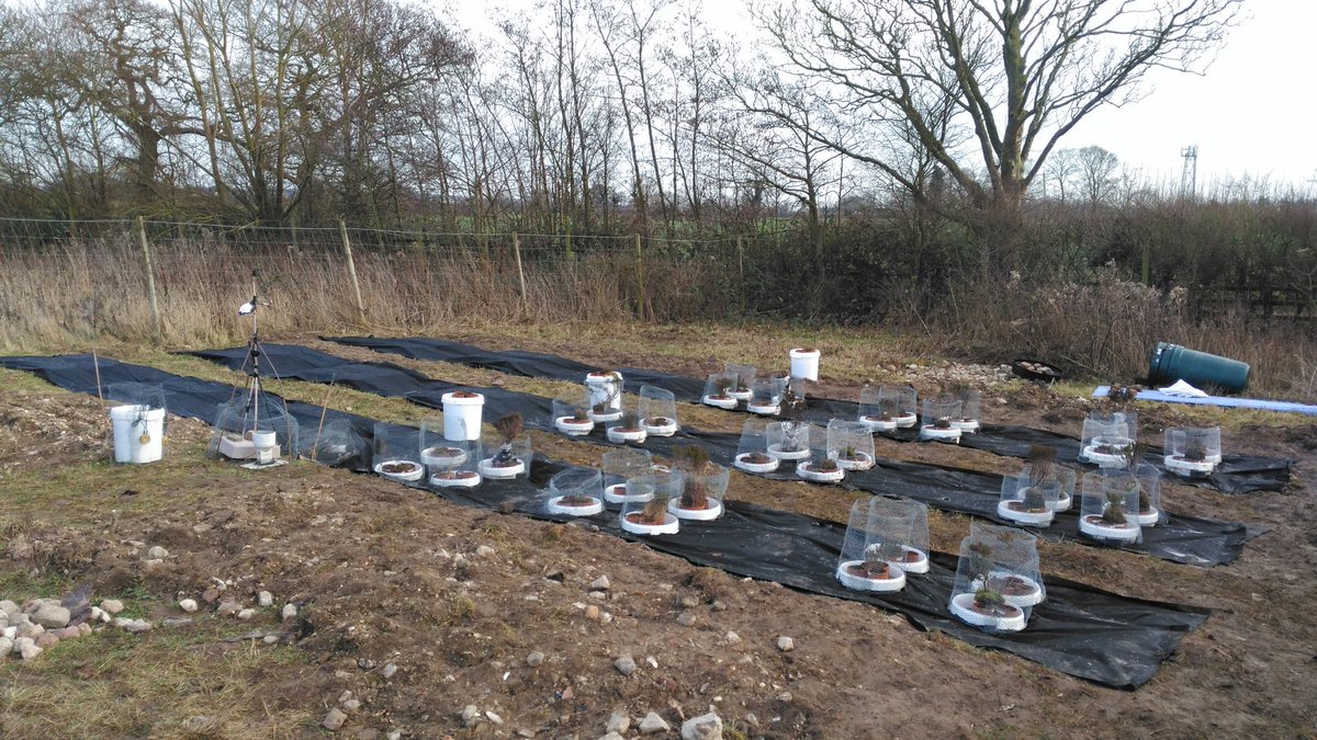 AndreasHeinem's tweet photo. Winter treat for Peatland_ES_UK: freezing but happy to see it all 'incubated' under field conditions.  Magic @SEIresearch peat-team working on @NERCscience @YorkEnvironment with @Luehea &amp; @ChemistryatYork about peatland management, microbes &amp; chemistry! https://t.co/wFciQaY5xd
