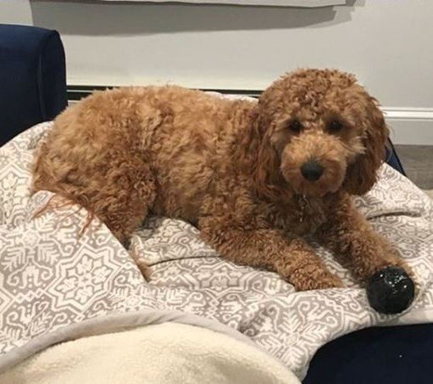 Charlie the dog knows how to keep warm, snuggled up in his Lands' End throw! Thanks @charlieandbrady for the picture.
#love #fun #lookinggood #cute #cosy #luxury #dogsofinstagram #soft #dog #sale #fleece #throw #sherpa http://bit.ly/2AV4f9p